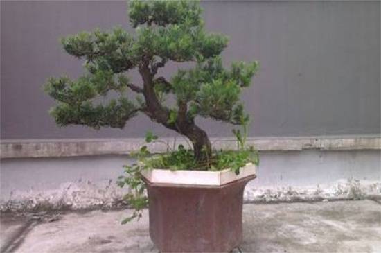�޺����辰���޼�����
