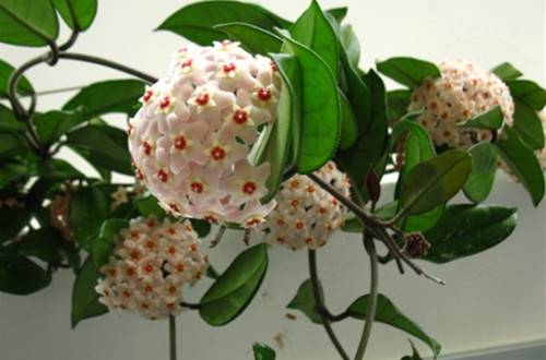 ���������ڵĽ�ˮ����