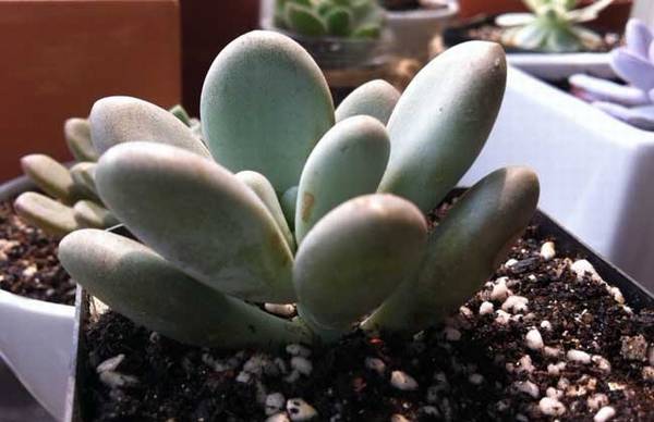 �����˵���ֳ����