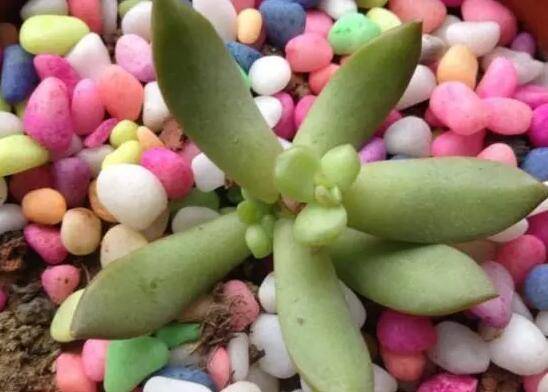 �ö���Ⱥ������������޼�����