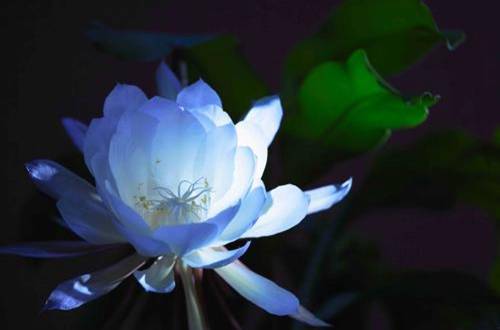 꼻���Ҷ�ӱ�����֦��������ô��