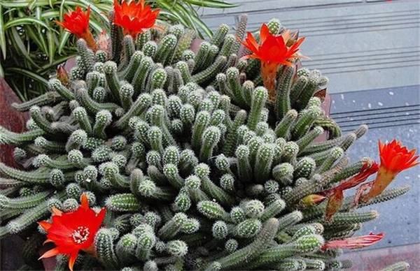 ��������ָ����ֳ������ע������