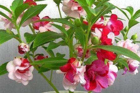 ���Է��ɻ������ĵ�����˳������