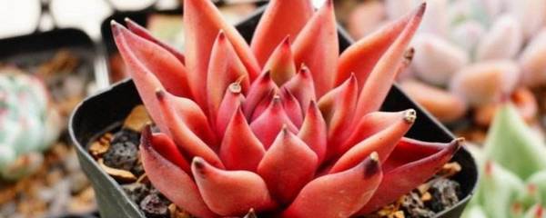 Ѫ�޶�����ô����5������Ҫ��ܹؼ�