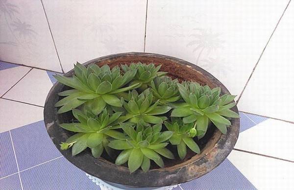 ���������������ֳ����