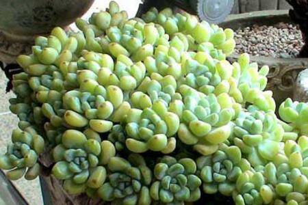 ��֬��������ֳ����
