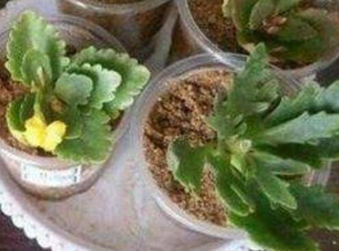 �ļ���ôǤ�峤�ٻ�ע��������֪