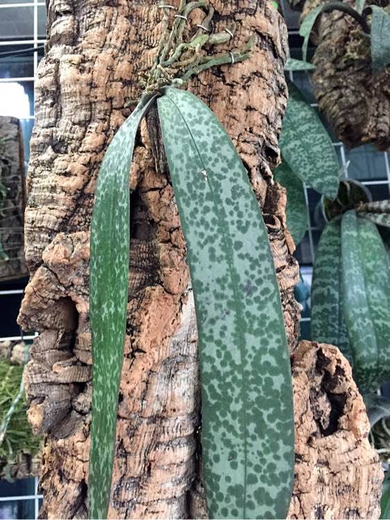 ������������tkb���� Phal schilleriana TKBԭ��ɽ��������