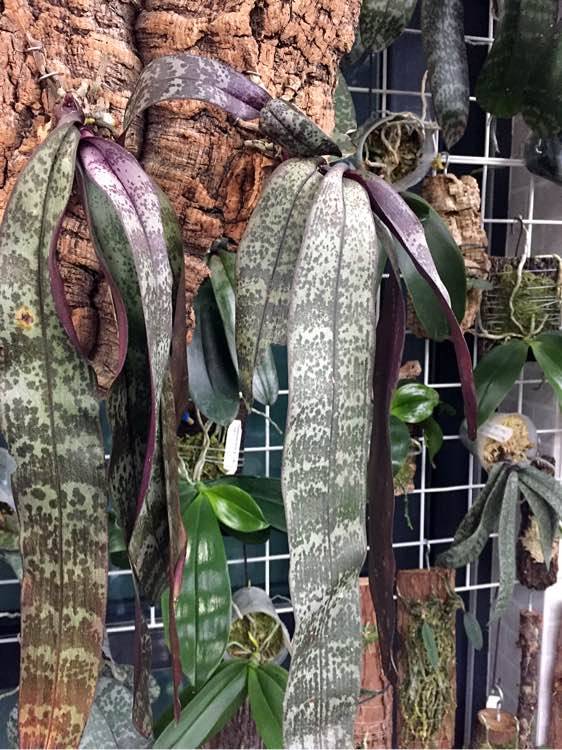 ������������tkb���� Phal schilleriana TKBԭ��ɽ��������