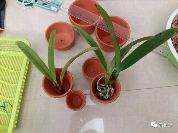 ������������Ҫע��ʲô(�費��Խ��Խ��)
