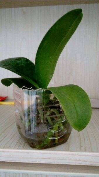 ����������ˮ̦��ô��?�Ƽ������ַ�ʽ��ʡ��