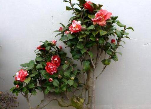 �軨ҶƬ��������ô��