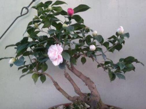 �軨ҶƬ��������ô��
