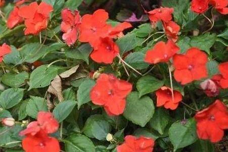 �յ����ɻ�����ֳ����