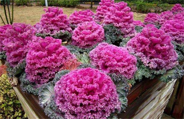 ���¸��������� ��ֳ������ע������