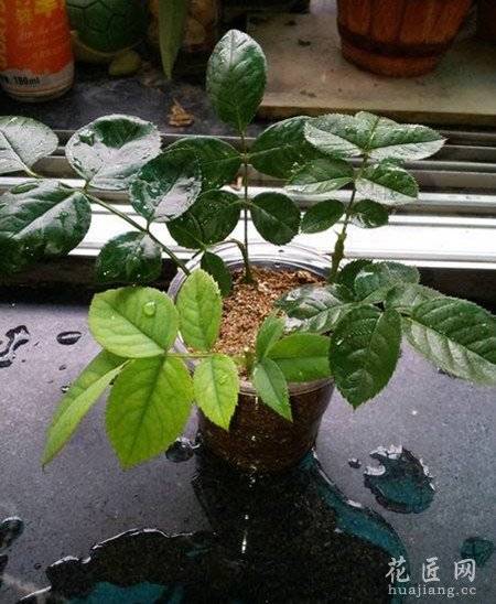 �¼�����ôǤ�壿����ʵ�������ĵ÷���