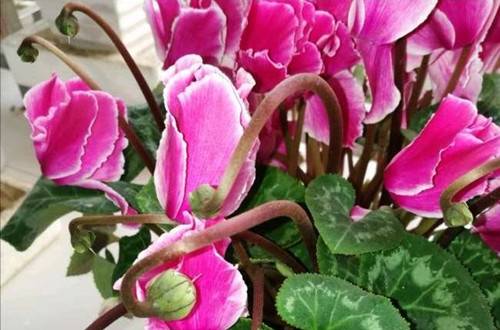 �ɿ�����ô�˹��ڷ� �ɿ������ַ����뼼��