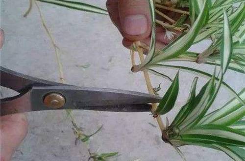 ���������Ǥ�巽����ע������