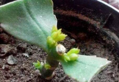�⼸�����Ի��ܲ����� ����֦�����ܳ�һ��