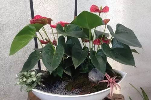 ���Ƶļ�ͥ����ע������