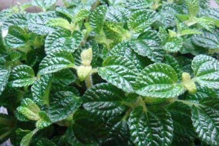 �����ݵ���ֳ������ע������