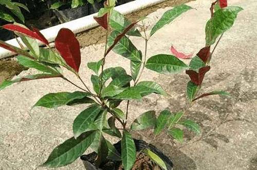 �챳��������ô���� ����Ҫ�����