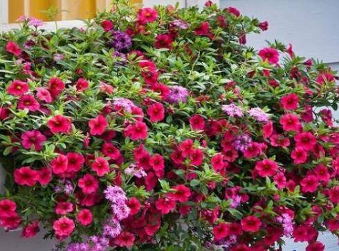 ����С�屬����ֳ������ע������
