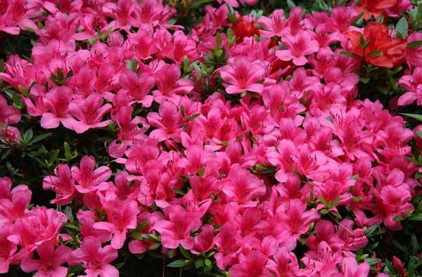 ���Զž黨��ô��ֳ �ž黨����ֳ����