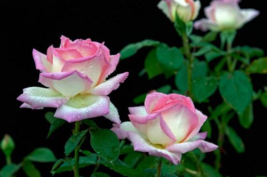 �¼�ˮ�����˻����� ��Ҫ֢״����˵��
