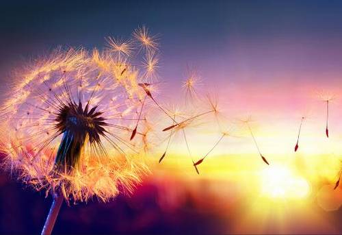 ��ɽ���δʽ���Ӣ��