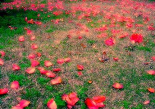 ���ﲹ���ʫ��