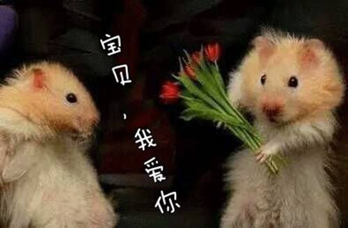 �������ŹصĹ�ʫ