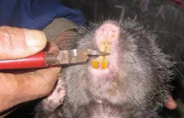 �������ݹ�����ô�죬��ǯ�Ӽ�ƽ��ĥ��_������ֳ