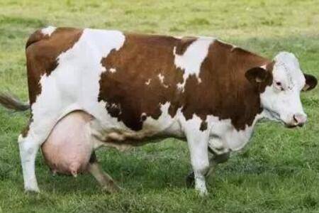 ĸţ�����ǲ��Ǵ�����_��ţ