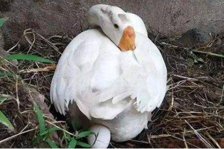 �첻ͬ����������䷽��_����