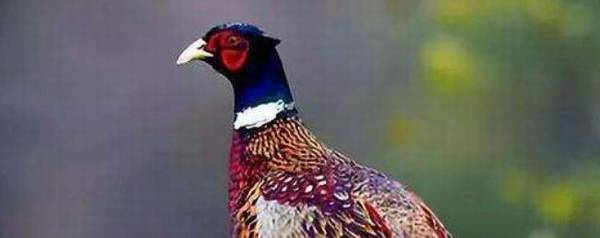 Ұ��һ����������_��ֳ�ʴ�
