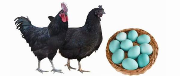 �����̿ǵ�����������Ƕ���_��ֳ�ʴ�