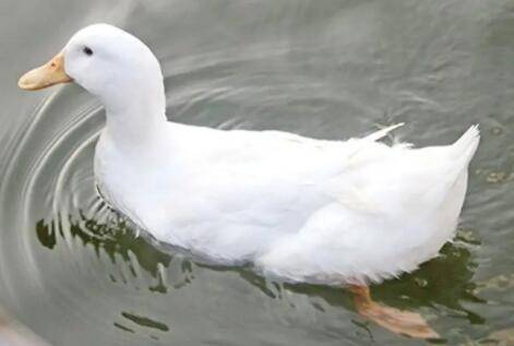 Ѽ�Ӳ�ʳ���½��ļ��ֳ���ԭ��_��Ѽ