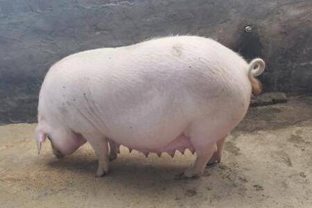 ����ĸ���ܲ�������_����