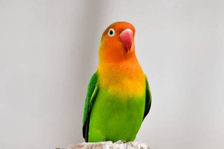 ĵ��������ô��_��ֳ�ʴ�