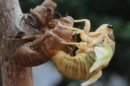 ��Щ���Ͻ���࣬���������������Ͻ϶�_��ֳ�ʴ�