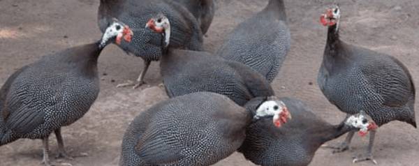 ���鼦�����������_������ֳ