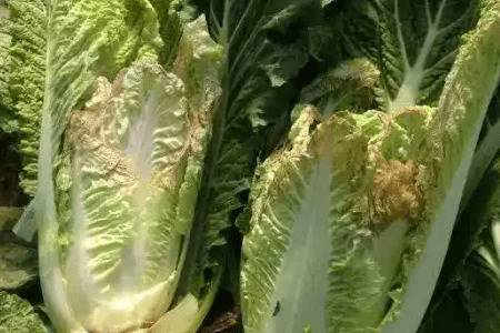 �ײ��ø����Ĵ�ʲôҩ_�߲���ֲ