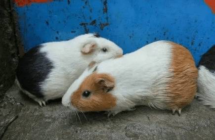��������᲻���_��ֳ�ʴ�