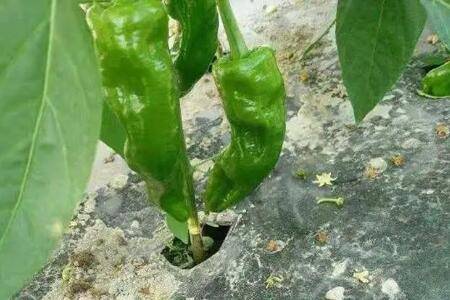 ���������ʲôҩ��_�߲���ֲ