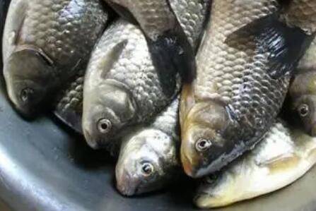 ����������ж೤_����