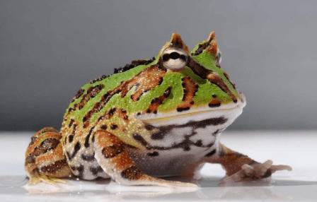 ��������Ҫ��Ҫɹ̫��_��ֳ�ʴ�