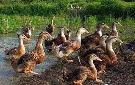 �ļ���Ѽ�ľŸ�ע������_��Ѽ