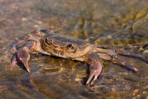 С��Ϻ���з����ģʽ_��Ϻ