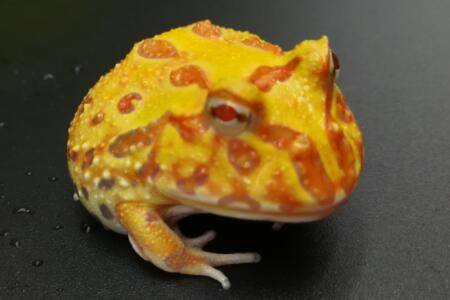 �ƽ�������ж�����_����
